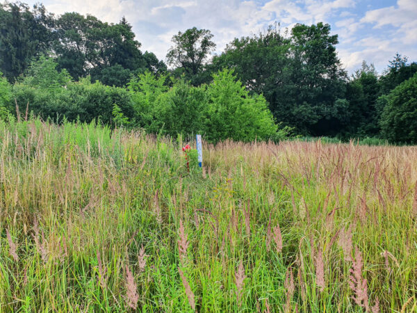 nieruchomosc-na-sprzedaz-winsko-parkowa-186.jpeg nieruchomosc-na-sprzedaz-winsko-parkowa-186.jpeg