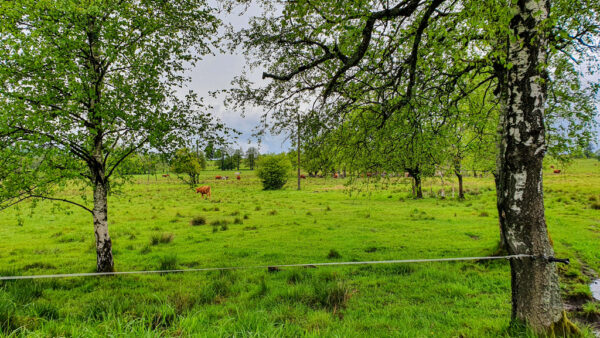 nieruchomosc-na-sprzedaz-lesica-128.jpeg nieruchomosc-na-sprzedaz-lesica-128.jpeg