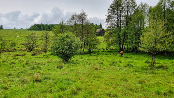 nieruchomosc-na-sprzedaz-lesica-133.jpeg nieruchomosc-na-sprzedaz-lesica-133.jpeg