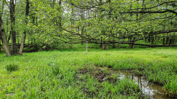 nieruchomosc-na-sprzedaz-lesica-137.jpeg nieruchomosc-na-sprzedaz-lesica-137.jpeg