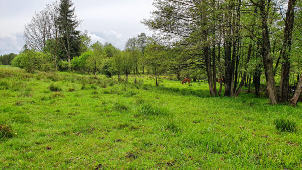 nieruchomosc-na-sprzedaz-lesica-138.jpeg nieruchomosc-na-sprzedaz-lesica-138.jpeg