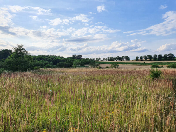 nieruchomosc-na-sprzedaz-winsko-parkowa-390.jpeg nieruchomosc-na-sprzedaz-winsko-parkowa-390.jpeg