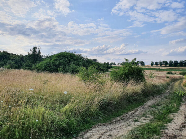 nieruchomosc-na-sprzedaz-winsko-parkowa-704.jpeg nieruchomosc-na-sprzedaz-winsko-parkowa-704.jpeg