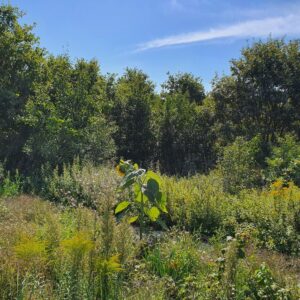 Na sprzedaż Mokry Dwór Stefana Batorego