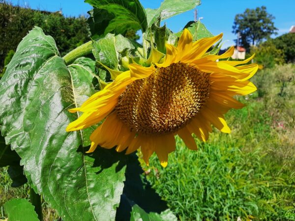 nieruchomosc-na-sprzedaz-mokry-dwor-stefana-batorego-9.jpeg nieruchomosc-na-sprzedaz-mokry-dwor-stefana-batorego-9.jpeg