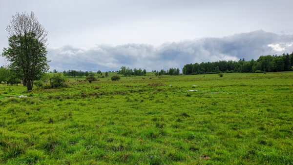 nieruchomosc-na-sprzedaz-lesica-73.jpeg nieruchomosc-na-sprzedaz-lesica-73.jpeg